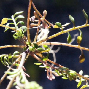 Photographie n°290104 du taxon Hornungia petraea (L.) Rchb. [1838]