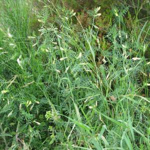 Photographie n°290161 du taxon Vicia lutea L.