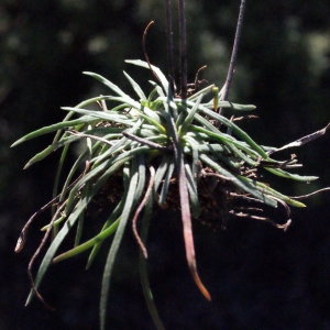  - Armeria girardii (Bernis) Litard. [1955]