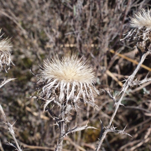 Photographie n°290188 du taxon Carlina vulgaris L. [1753]