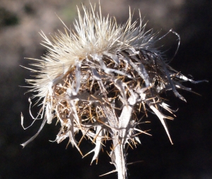 Liliane Roubaudi, le  5 mars 2015 (Salasc)