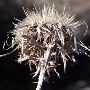 Photographie n°290190 du taxon Carlina vulgaris L. [1753]