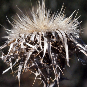 Photographie n°290191 du taxon Carlina vulgaris L. [1753]