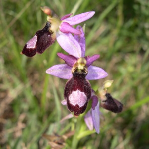Photographie n°290202 du taxon Ophrys saratoi E.G.Camus [1893]