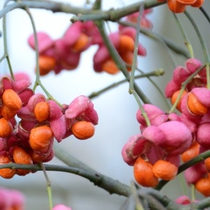 Photographie n°290230 du taxon Euonymus europaeus L. [1753]