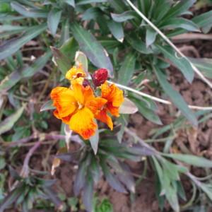 Photographie n°290246 du taxon Erysimum cheiri (L.) Crantz [1769]