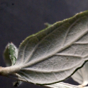 Photographie n°290251 du taxon Teucrium fruticans L.