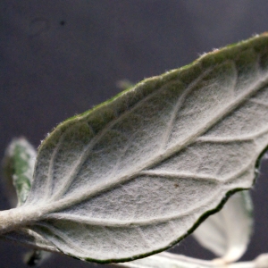 Photographie n°290252 du taxon Teucrium fruticans L.