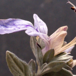 Photographie n°290254 du taxon Teucrium fruticans L.