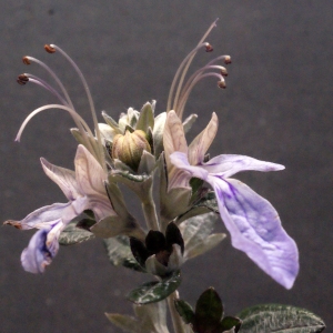 Photographie n°290256 du taxon Teucrium fruticans L.