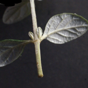 Photographie n°290259 du taxon Teucrium fruticans L.