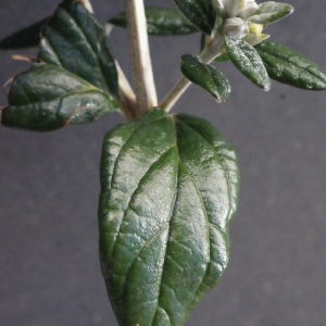 Photographie n°290262 du taxon Teucrium fruticans L.