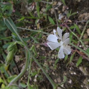  - Silene latifolia (Mill.) Britten & Rendle [1907]