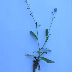 Photographie n°290294 du taxon Myosotis arvensis (L.) Hill [1764]
