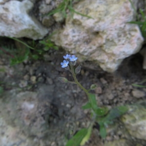 Photographie n°290295 du taxon Myosotis arvensis (L.) Hill [1764]