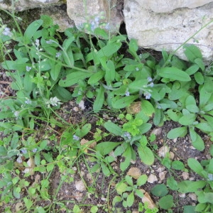Photographie n°290296 du taxon Myosotis arvensis (L.) Hill [1764]