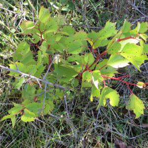 Photographie n°290307 du taxon Vitis L. [1753]