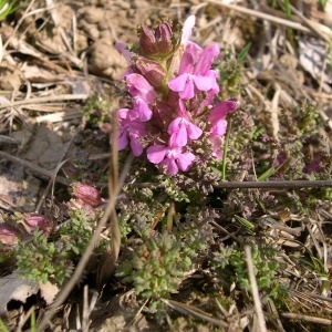  - Pedicularis sylvatica L. [1753]