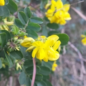  - Coronilla valentina L. [1753]