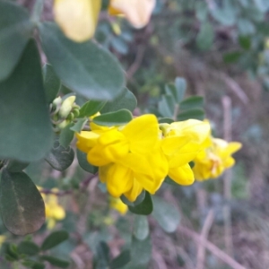 Photographie n°290361 du taxon Coronilla valentina L. [1753]