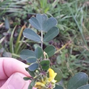 Photographie n°290363 du taxon Coronilla valentina L. [1753]