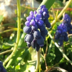 Photographie n°290373 du taxon Muscari neglectum Guss. ex Ten.