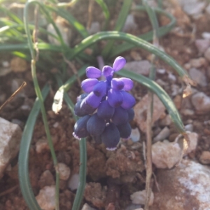 Photographie n°290374 du taxon Muscari neglectum Guss. ex Ten.