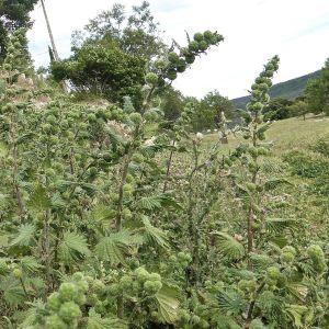 Photographie n°290389 du taxon Urtica pilulifera L. [1753]