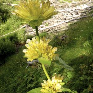  - Gentiana burseri subsp. villarsii (Griseb.) Rouy [1908]