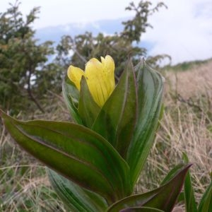  - Gentiana punctata L. [1753]