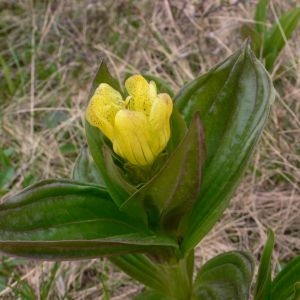  - Gentiana punctata L. [1753]