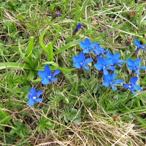 Photographie n°290414 du taxon Gentiana verna L. [1753]