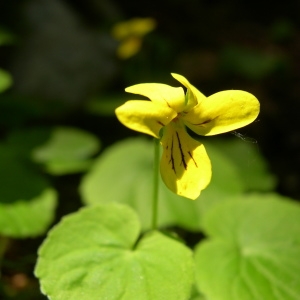  - Viola biflora L. [1753]