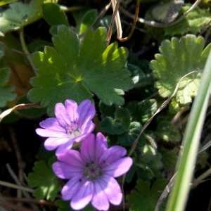 Photographie n°290428 du taxon Geranium molle L.