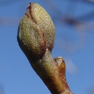 Photographie n°290451 du taxon Alnus cordata (Loisel.) Duby [1828]