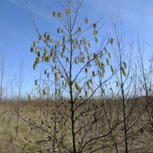 Photographie n°290452 du taxon Alnus cordata (Loisel.) Duby [1828]