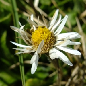 Photographie n°290459 du taxon Bellis perennis L. [1753]