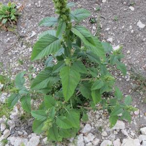 Photographie n°290474 du taxon Amaranthus retroflexus L. [1753]