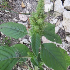 Photographie n°290475 du taxon Amaranthus retroflexus L. [1753]