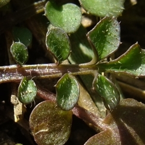  - Cardamine hirsuta Besser