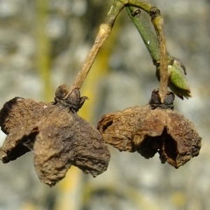 Photographie n°290498 du taxon Euonymus europaeus L. [1753]