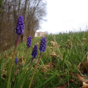 Photographie n°290586 du taxon Muscari neglectum Guss. ex Ten. [1842]