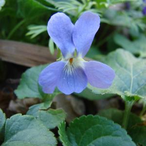 Photographie n°290608 du taxon Viola suavis M.Bieb. [1819]