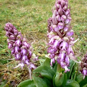 Photographie n°290626 du taxon Himantoglossum robertianum (Loisel.) P.Delforge [1999]