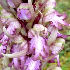Photographie n°290629 du taxon Himantoglossum robertianum (Loisel.) P.Delforge [1999]