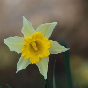 Photographie n°290639 du taxon Narcissus pseudonarcissus subsp. pseudonarcissus 