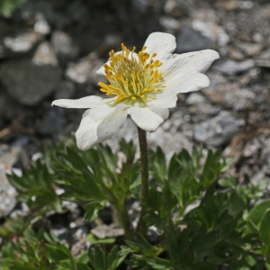 Photographie n°290657 du taxon Anemone baldensis L. [1767]