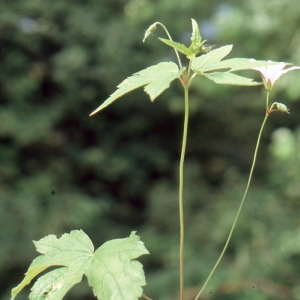 Photographie n°290665 du taxon Geranium nodosum L. [1753]