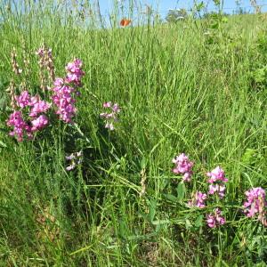 Photographie n°290694 du taxon Lathyrus odoratus L. [1753]