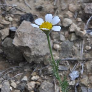 Photographie n°290735 du taxon Anacyclus clavatus (Desf.) Pers. [1807]